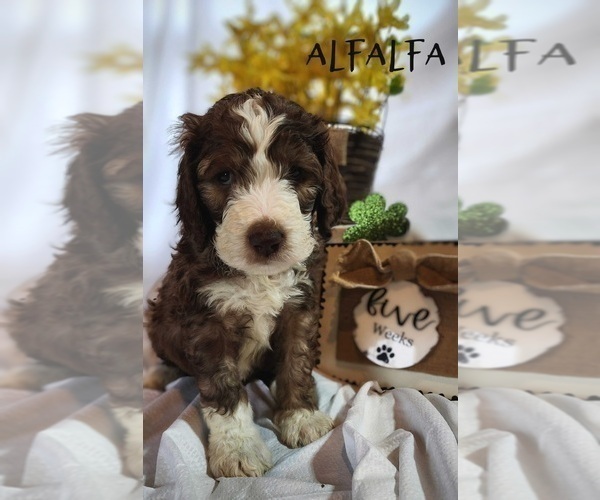 Medium Photo #24 Bernedoodle Puppy For Sale in GEORGETOWN, DE, USA