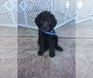 Labradoodle-Poodle (Standard) Mix Puppy for sale in FAIRFIELD, CA, USA