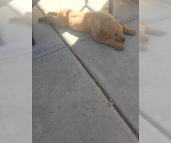 Medium Photo #2 Golden Retriever Puppy For Sale in PAHRUMP, NV, USA