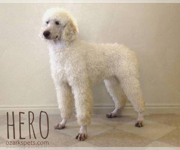 Medium Photo #1 Goldendoodle Puppy For Sale in CEDAR GAP, MO, USA