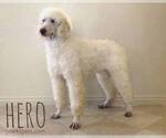Small Photo #1 Goldendoodle Puppy For Sale in CEDAR GAP, MO, USA