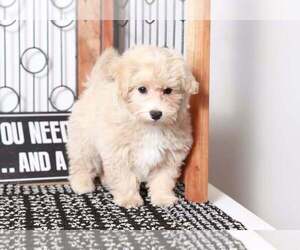 Havanese-Poodle (Toy) Mix Puppy for sale in NAPLES, FL, USA