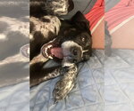 Small #3 Bluetick Coonhound Mix