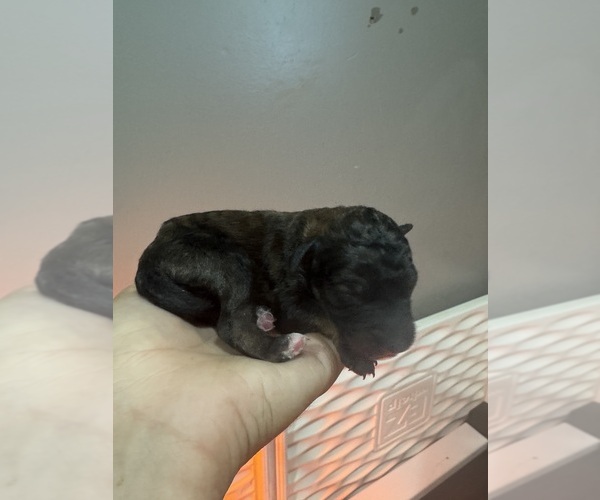 Medium Photo #8 Poodle (Standard) Puppy For Sale in LONGMONT, CO, USA