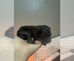 Small #7 Poodle (Standard)