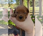 Puppy Maple Cock-A-Poo-Poodle (Miniature) Mix