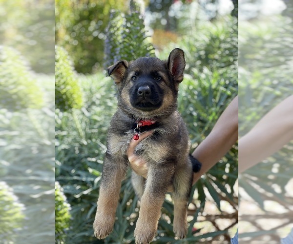 Medium Photo #1 German Shepherd Dog Puppy For Sale in OJAI, CA, USA