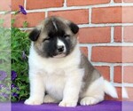 Small Photo #6 Akita Puppy For Sale in DRUMORE, PA, USA
