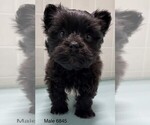Small Photo #2 Morkie Puppy For Sale in CLARE, IL, USA