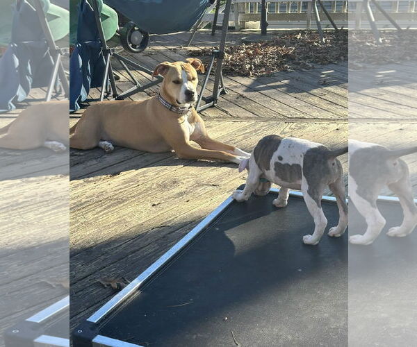 Medium Photo #5 Mutt Puppy For Sale in Spotsylvania, VA, USA