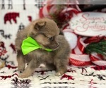 Small Photo #4 Pomeranian Puppy For Sale in LANCASTER, PA, USA