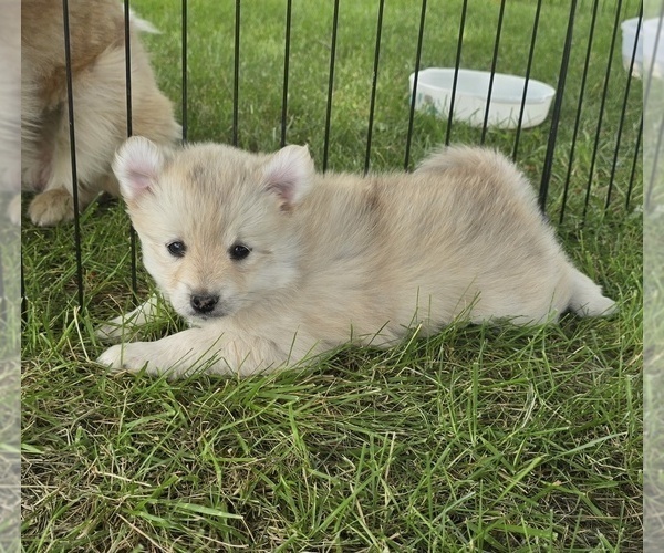 Medium Photo #1 Pomsky Puppy For Sale in NOKOMIS, IL, USA