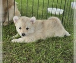 Puppy Dixie Pomsky