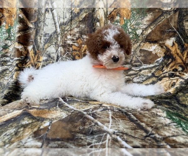 Medium Photo #4 Poodle (Miniature) Puppy For Sale in LAKELAND, FL, USA