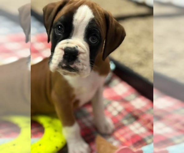 Medium Photo #5 Boxer Puppy For Sale in VICTORIA, TX, USA