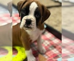 Small #4 Boxer