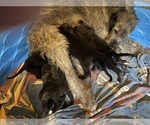 Small #1 Irish Wolfhound