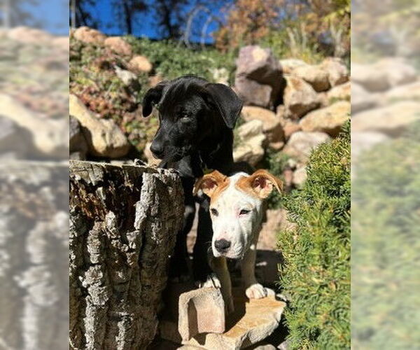 Medium Photo #6 Mutt Puppy For Sale in Sandy, UT, USA