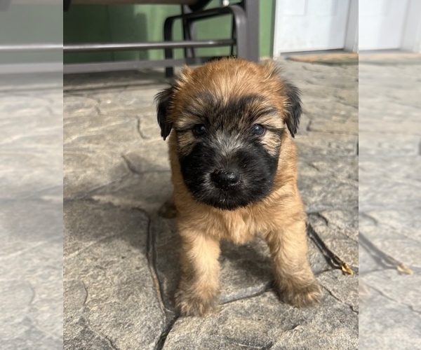 Medium Photo #1 Soft Coated Wheaten Terrier Puppy For Sale in DOSS, MO, USA