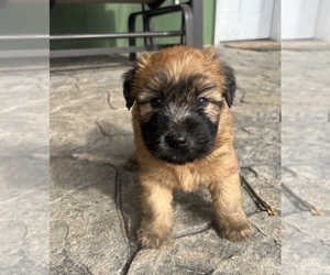 Soft Coated Wheaten Terrier Puppy for sale in DOSS, MO, USA
