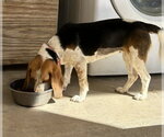 Small #1 Beagle