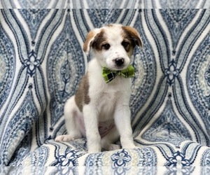 Anatolian Shepherd-Australian Shepherd Mix Puppy for sale in LAKELAND, FL, USA