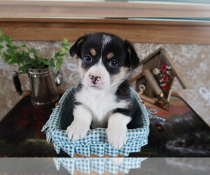 Pembroke Welsh Corgi Puppy for sale in DAYTON, OH, USA