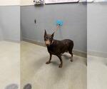 Small Doberman Pinscher Mix