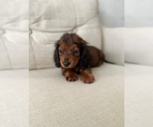 Dachshund Puppy for sale in CHULA VISTA, CA, USA