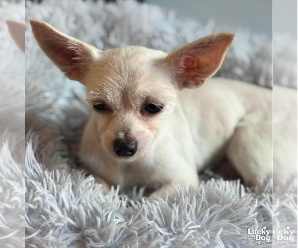 Medium Photo #3 Chihuahua-Unknown Mix Puppy For Sale in Washington, DC, USA