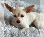 Small #2 Chihuahua Mix
