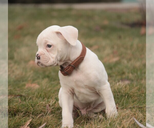 Medium Photo #2 Boxer Puppy For Sale in SHIPSHEWANA, IN, USA