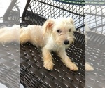 Small Maltese-Poodle (Standard) Mix