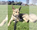 Small #1 German Shepherd Dog