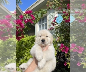Golden Retriever Puppy for sale in WEST PALM BEACH, FL, USA