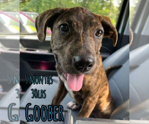 Retriever -Unknown Mix Dogs for adoption in Woodbury, NY, USA