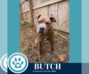 Mutt Dogs for adoption in Kimberton, PA, USA