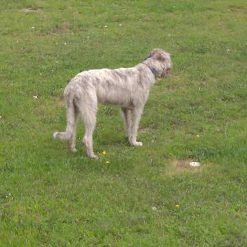 Medium Photo #1 Irish Wolfhound Puppy For Sale in BURNS TOWNSHIP, MN, USA