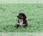 Small Photo #28 Australian Shepherd Puppy For Sale in ARODA, VA, USA