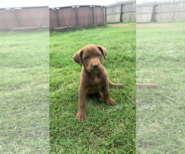 Medium Photo #1 Labrador Retriever-Unknown Mix Puppy For Sale in Grafton, WI, USA