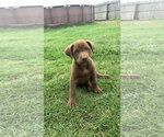 Small Labrador Retriever Mix