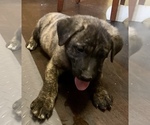 Small Photo #3 American Mastiff Puppy For Sale in GLASGOW, KY, USA