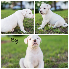 American Bulldog Puppy for sale in FAYETTEVILLE, NC, USA