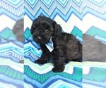 Small Photo #2 Poodle (Toy)-Yorkshire Terrier Mix Puppy For Sale in LANCASTER, PA, USA