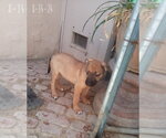Small #9 Mutt