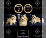 Small #8 Maltipoo