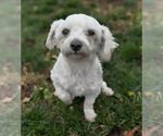 Small Photo #1 Zuchon Puppy For Sale in FAIRBANK, IA, USA