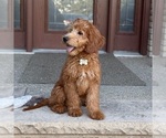 Small #7 Goldendoodle