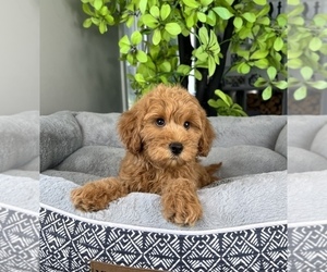 Goldendoodle (Miniature) Puppy for sale in FRANKLIN, IN, USA