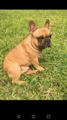 Father of the French Bulldog puppies born on 05/12/2018